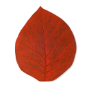 placemat foglia ruggine
